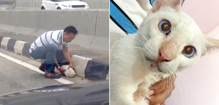 高速道路で動けなくなっていた猫。多くの車が走り抜ける中、優しい男性が猫の命を救い出す！