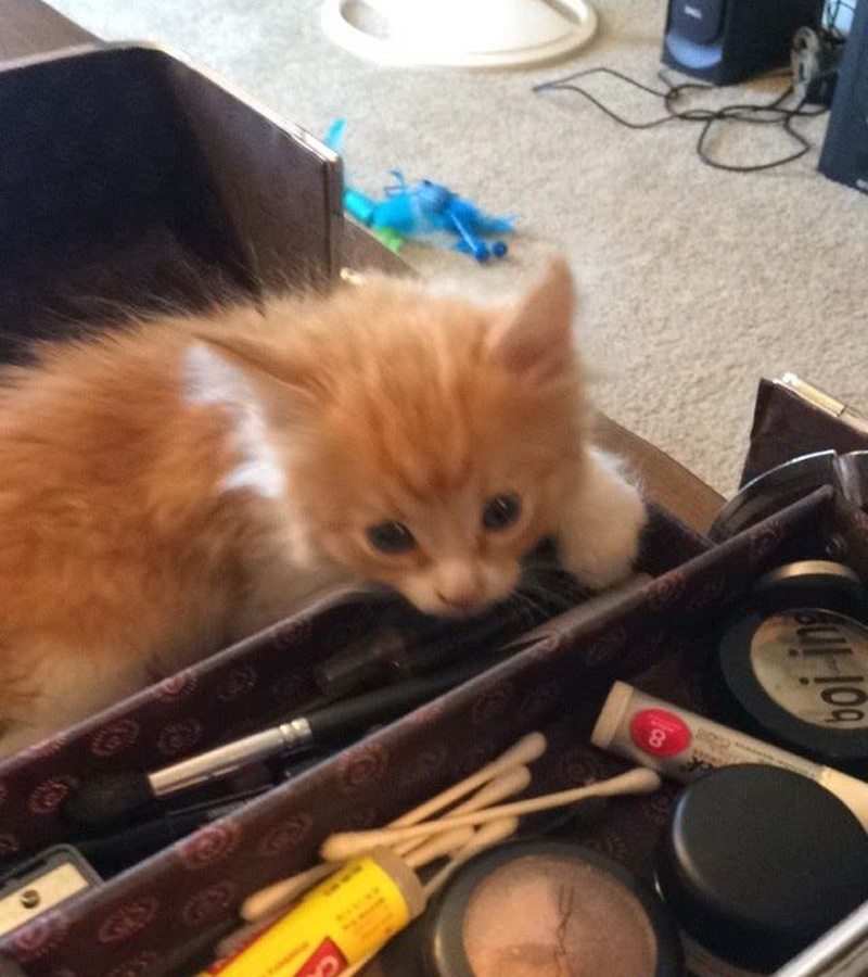 遊ぶ子猫