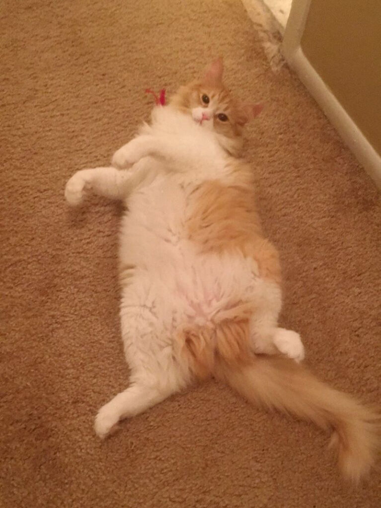 モフモフになった猫