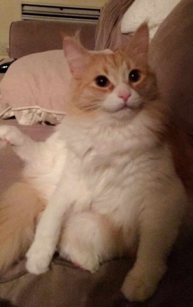 幸せな猫