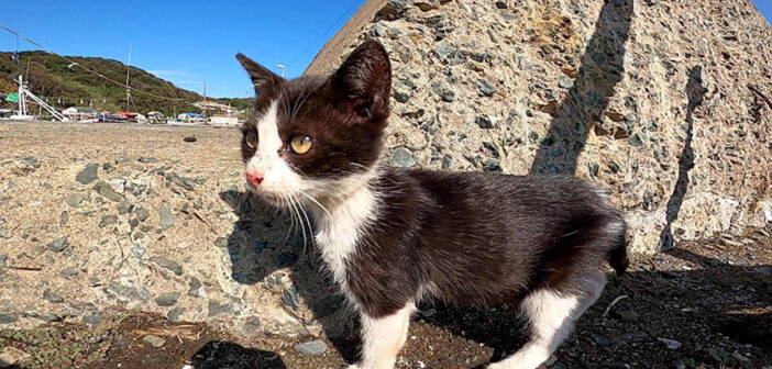 子猫の散歩