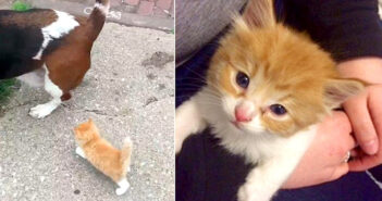 散歩中の犬の後ろを一生懸命についてきた子猫。保護から1年後の幸せそうな姿に心がホッとする (*´ェ`*)