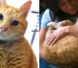 高校に通い続けた猫