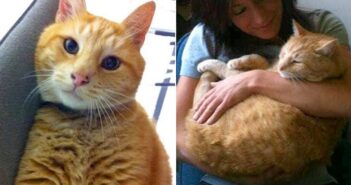 18年間、高校に毎日通い続けた猫。学生や教職員にたくさんの幸せと笑顔を届け続けて、多くの人達の人生を変える