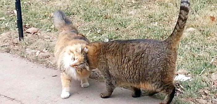 大学の構内で暮らす70匹の野良猫。教職員や学生達に優しく世話をされて、幸せいっぱいの毎日を過ごす (*´ｪ｀*)