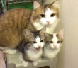洗面台が気になる猫達