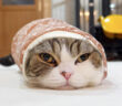 袖に入る猫
