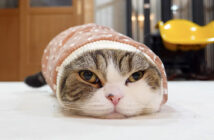 袖に入る猫