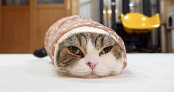 日々最高のフィット感を追求し続ける猫さん。床の上に気になる袖を見つけると、ミッチリ入って究極の幸せに辿り着く♡