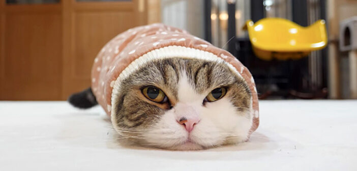 日々最高のフィット感を追求し続ける猫さん。床の上に気になる袖を見つけると、ミッチリ入って究極の幸せに辿り着く♡