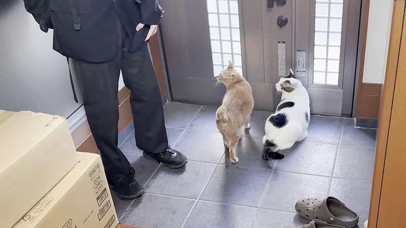 外に出たい猫達と高校生