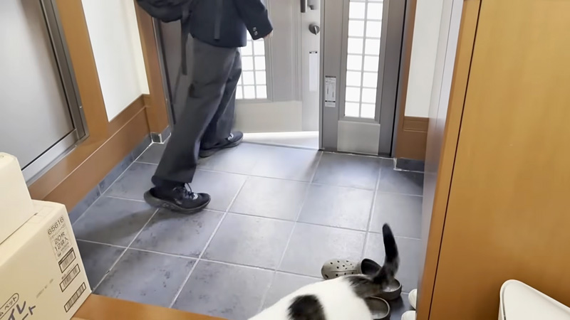 猫達を巧妙にかわす高校生