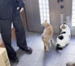 外に出たい猫達と高校生