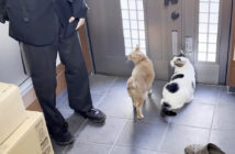 外に出たい猫達と高校生