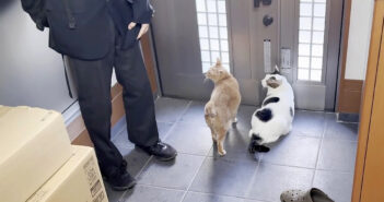 外に出たい猫達と高校生