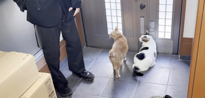 外に出たい猫達と高校生