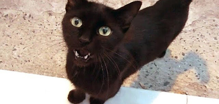 猛烈な勢いで話し掛けてきた野良猫さん。どうやら伝えたいことがたくさんあったようで、勢いよく迫ってきた (*ﾟ0ﾟ)！