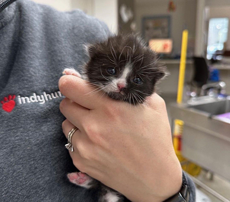保護された子猫