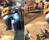 歌に聴き入る4匹の子猫達。素敵な音色に心を完全に奪われてしまったようで ( *´艸｀)♡