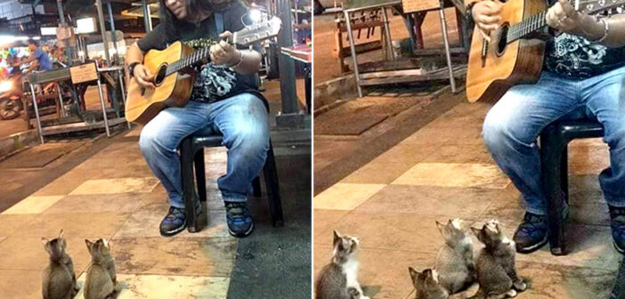 歌に聴き入る4匹の子猫達。素敵な音色に心を完全に奪われてしまったようで ( *´艸｀)♡