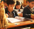 小学生と猫