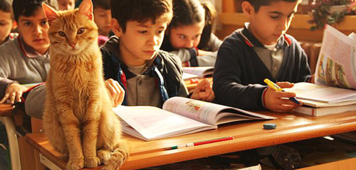 ある日、小学3年生の教室に迷い込んだ野良猫。どうやら教室がとっても気に入ったようで、子供達と一緒に勉強を始める♪