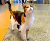 地下鉄の駅の構内を気ままにお散歩する三毛猫さん。売店の店員さんや駅の職員さん達みんなに可愛がられています (*´ω｀*)