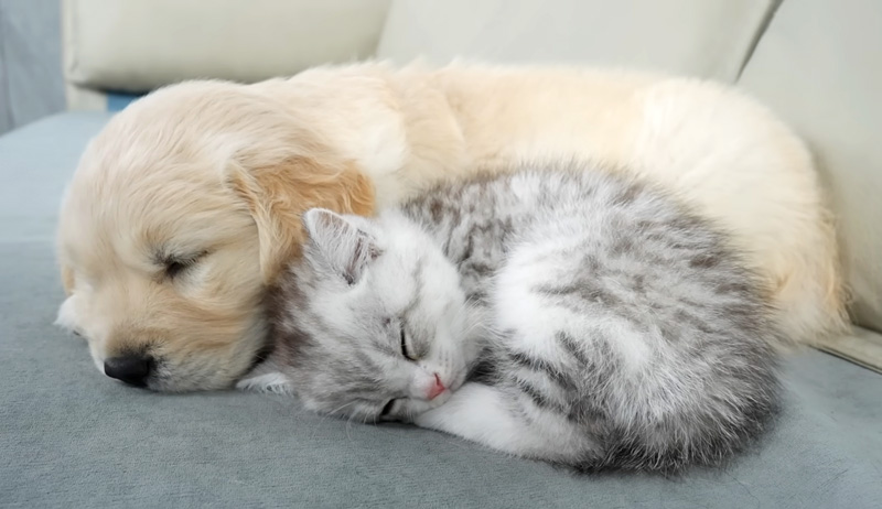 一緒に眠る子猫と子犬