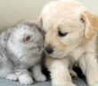 初日に親友になった子猫と子犬