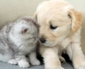初日から親友になったゴールデンレトリバーの子犬と子猫。一緒に過ごすふたりの姿に思わず胸がキュンとする ( *´艸｀)♡