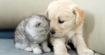 初日から親友になったゴールデンレトリバーの子犬と子猫。一緒に過ごすふたりの姿に思わず胸がキュンとする ( *´艸`)♡