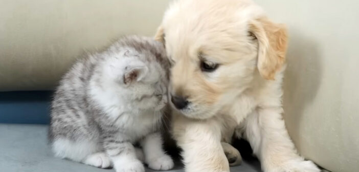 初日から親友になったゴールデンレトリバーの子犬と子猫。一緒に過ごすふたりの姿に思わず胸がキュンとする ( *´艸｀)♡