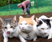 おばあちゃんと一緒に大豆の種まきにやって来た猫達。おばあちゃんの背中に乗って種まきを応援する姿が可愛い♪