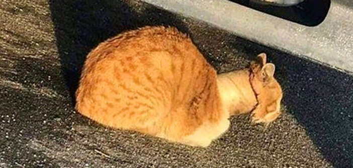 テープの芯が首から抜けなくなっていた猫。優しい人達に保護されて首の痛みから解放されると幸せいっぱいに