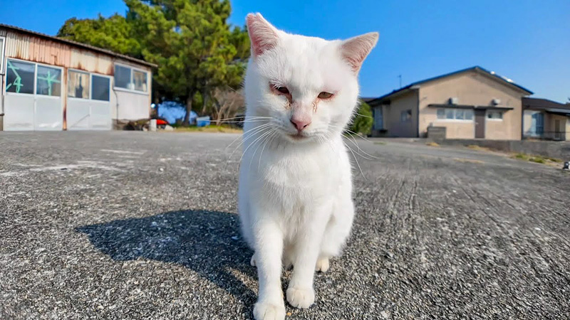 とりあえず甘えてくる猫島の猫