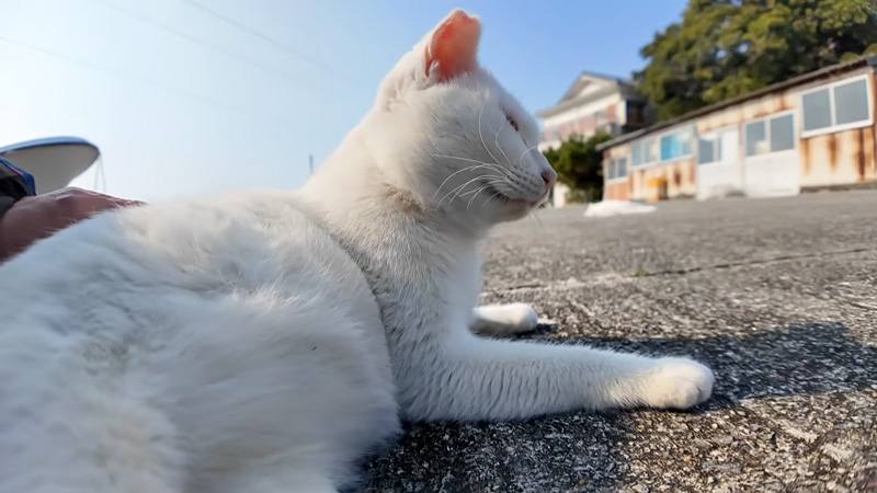 ナデナデを堪能する猫