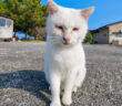 とりあえず甘えてくる猫島の猫