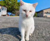 人を見るととりあえず甘えてくる猫島の猫さん。ナデナデに大満足して可愛すぎる姿を見せてくれた ( *´艸｀)♡
