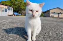 とりあえず甘えてくる猫島の猫