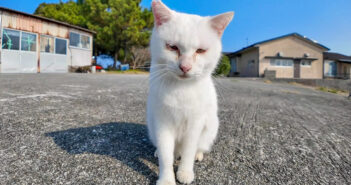 人を見るととりあえず甘えてくる猫島の猫さん。ナデナデに大満足して可愛すぎる姿を見せてくれた ( *´艸`)♡