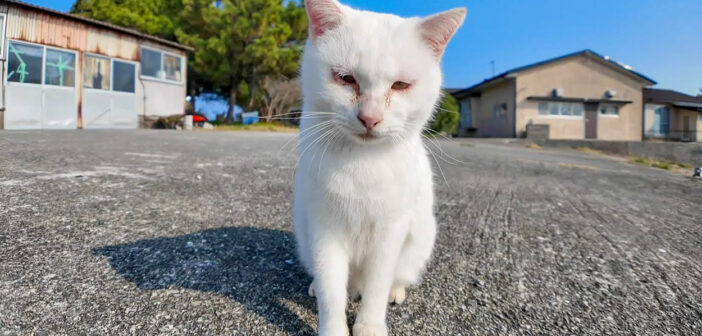 人を見るととりあえず甘えてくる猫島の猫さん。ナデナデに大満足して可愛すぎる姿を見せてくれた ( *´艸｀)♡