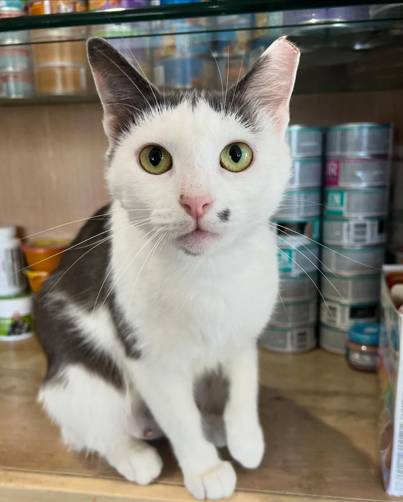監督する猫