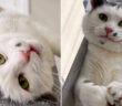 動物病院の猫