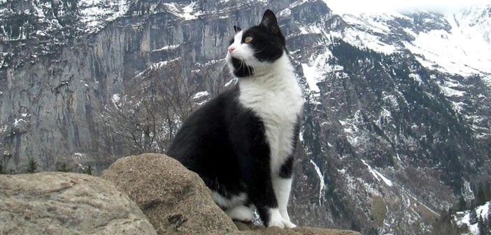 山歩きの最中に道に迷ってしまった男性。すると1匹の猫がどこからともなく現れて、ふもとの村まで案内してくれた！