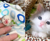 庭で保護された衰弱していた子猫。力の限り生き抜くことを決意して、優しい夫婦の元で幸せ溢れる毎日を手に入れる