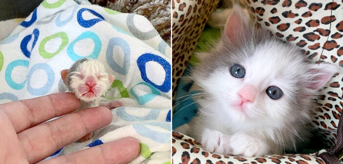 庭で保護された衰弱していた子猫。力の限り生き抜くことを決意して、優しい夫婦の元で幸せ溢れる毎日を手に入れる
