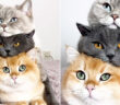 積み重なる猫