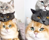 猫さん達はとっても仲良し♪ 三段重ねになりながら、キョロキョロと辺りを見渡す3匹にキュンとする ( *´艸｀)♡