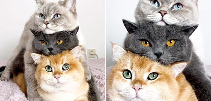 猫さん達はとっても仲良し♪ 三段重ねになりながら、キョロキョロと辺りを見渡す3匹にキュンとする ( *´艸｀)♡