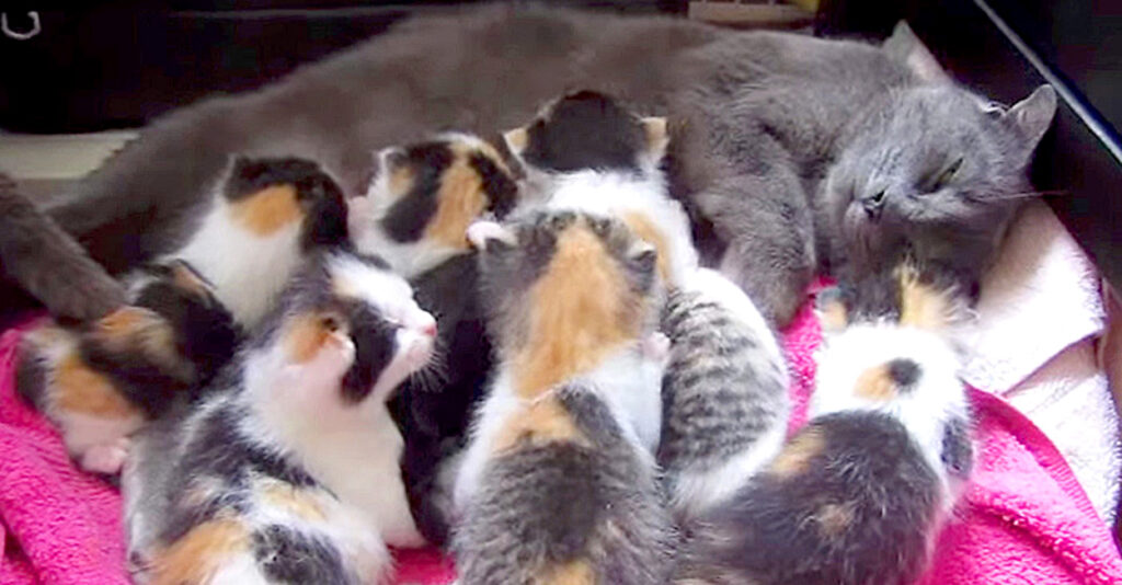 リンコナダ　猫の親子 三毛猫率の高さにビックリ！ 保護先で8匹もの子猫を産んだ母猫。愛情